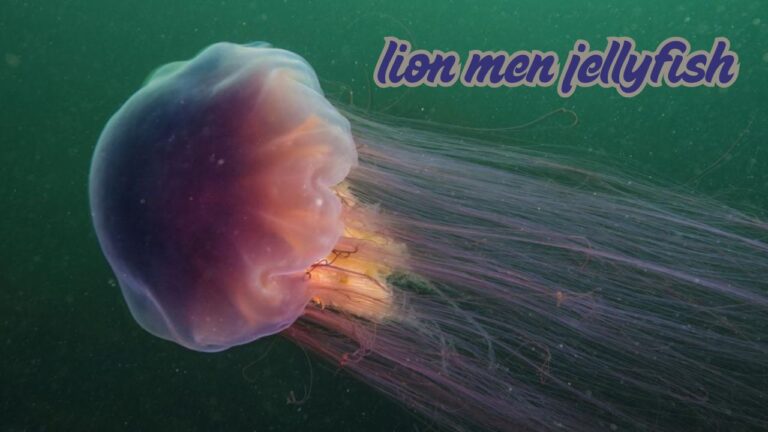 lion men jellyfish